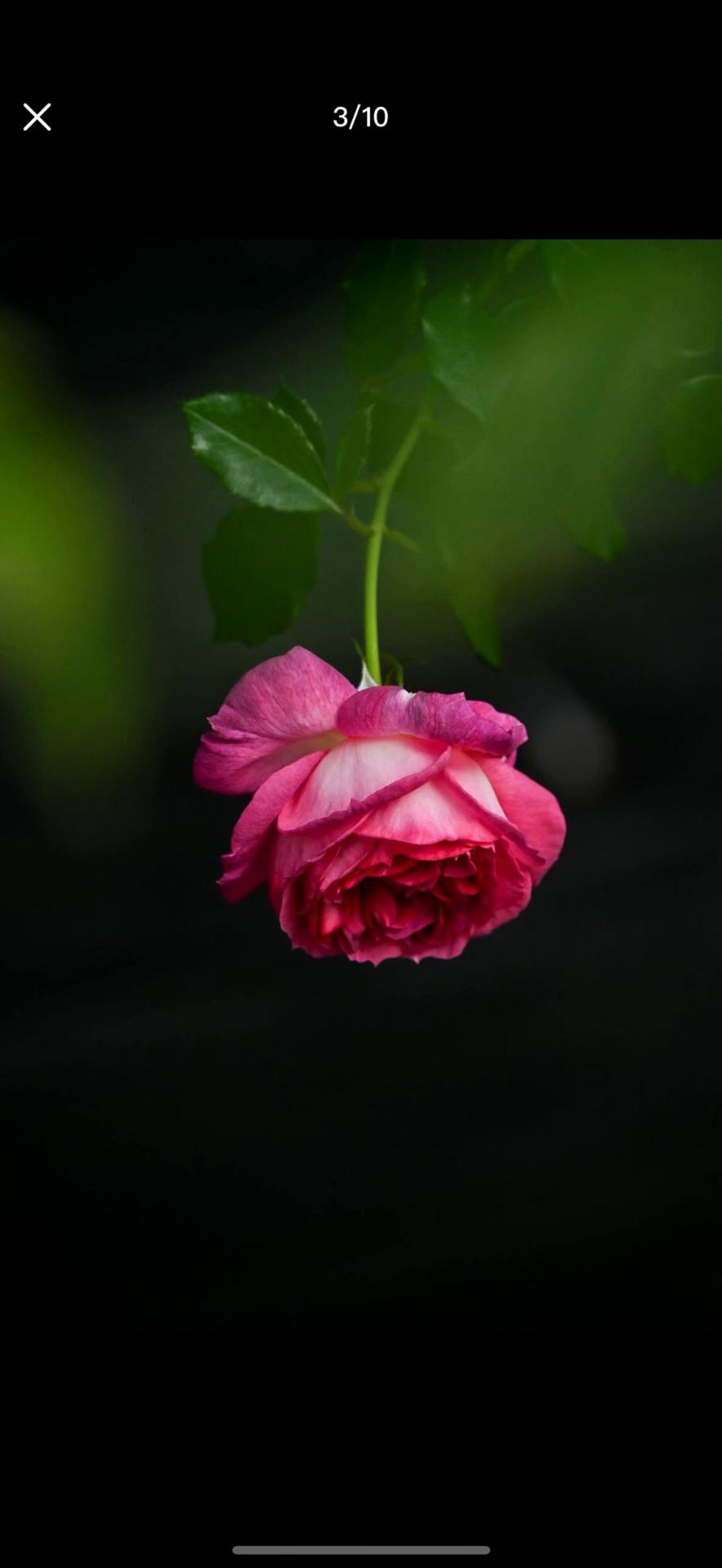 Bloom